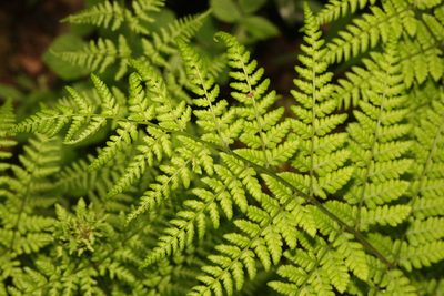 Dryopteris dilatata, photographed by Stephen James McWilliam