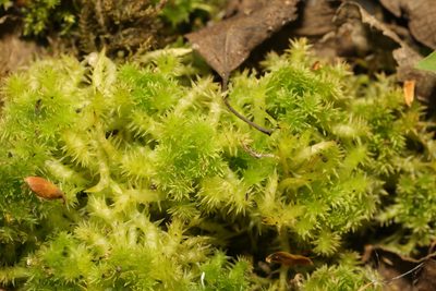 Sphagnum squarrosum, photographed by Stephen James McWilliam
