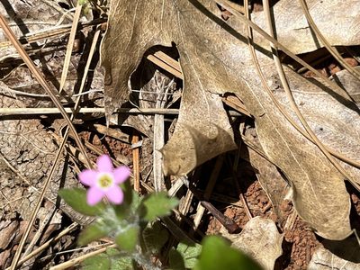 Collomia heterophylla, photographed by rickr
