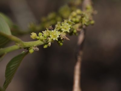Bridelia retusa, photographed by Dinesh Valke