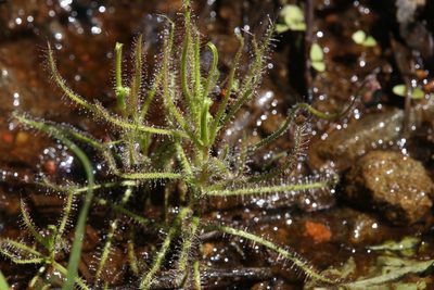 Drosera aquatica, photographed by Hugo Innes