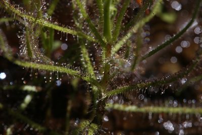 Drosera aquatica, photographed by Hugo Innes