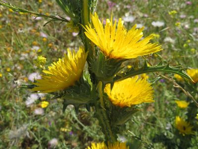 Scolymus grandiflorus, photographed by Marco Mussita