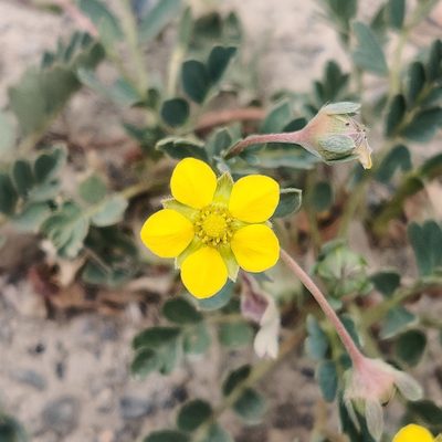 Sibbaldianthe moorcroftii, photographed by Name