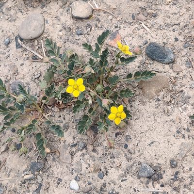 Sibbaldianthe moorcroftii, photographed by Name