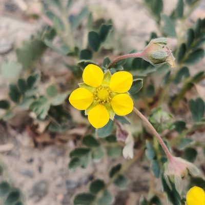 Sibbaldianthe moorcroftii, photographed by Name