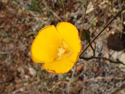 Calochortus clavatus, photographed by George Williams