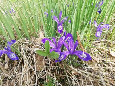 Iris ruthenica, photographed by Олег Кудров