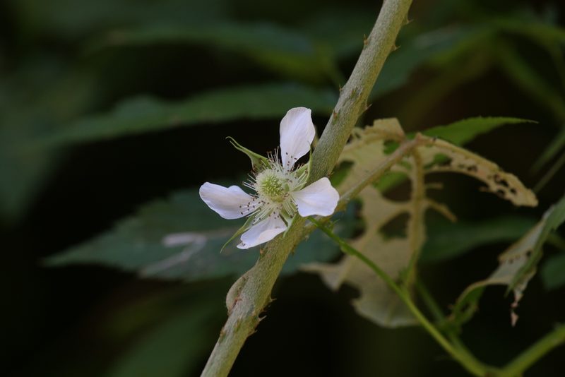 Rubus queenslandicus, photographed by Hugo Innes