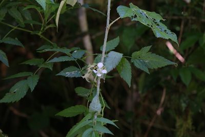 Rubus queenslandicus, photographed by Hugo Innes