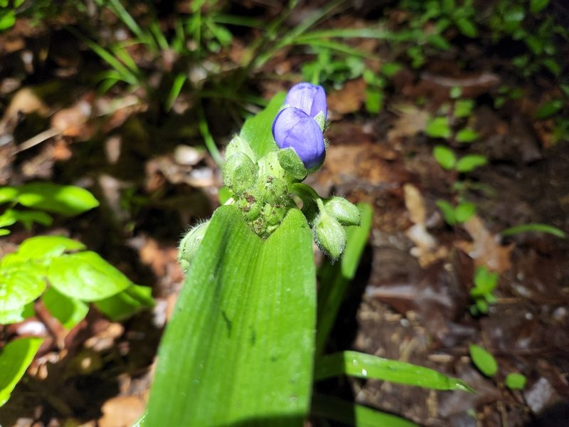 Tradescantia virginiana, photographed by Hila Taylor