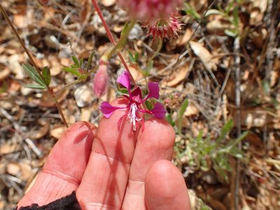 Clarkia unguiculata, photographed by George Williams