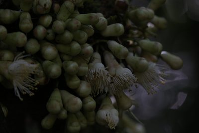 Syzygium cormiflorum, photographed by Hugo Innes
