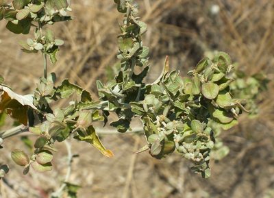 Atriplex aucheri, photographed by Иван Пристрем