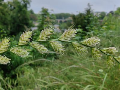 Lolium multiflorum, photographed by Paul Braun