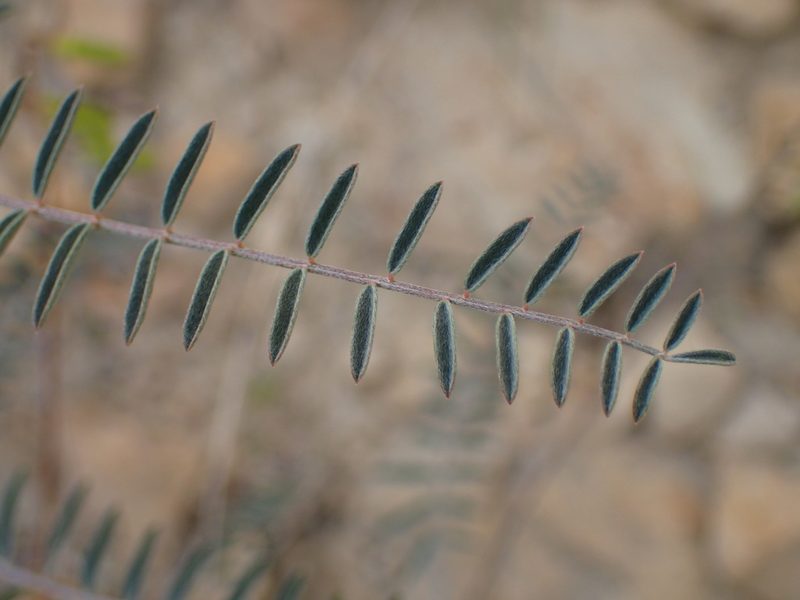 Astragalus trichopodus, photographed by George Williams