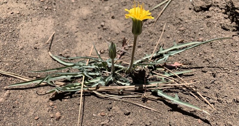 Agoseris parviflora, photographed by mark-groeneveld