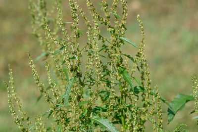 Rumex conglomeratus, photographed by Murielle Desrois
