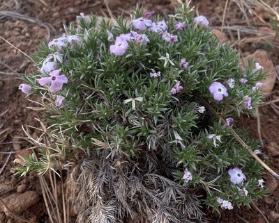 Phlox austromontana, photographed by mark-groeneveld