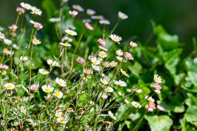 Erigeron karvinskianus, photographed by Murielle Desrois