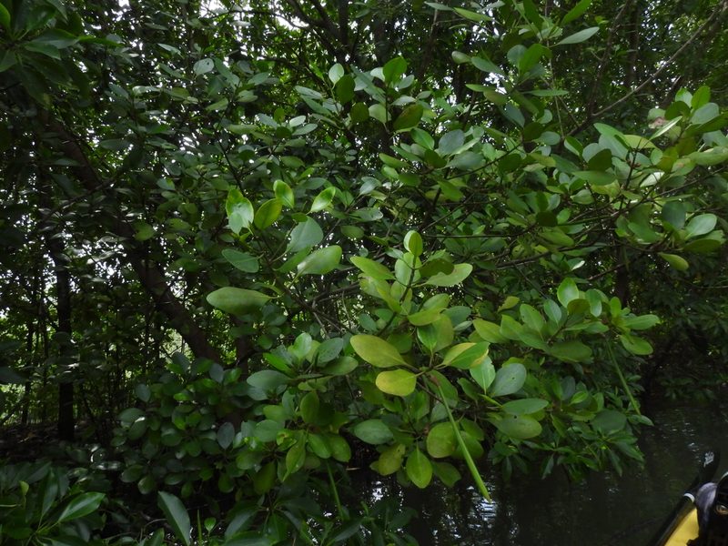 Ceriops zippeliana, photographed by Samuel Lee
