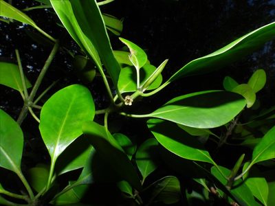 Ceriops zippeliana, photographed by Samuel Lee