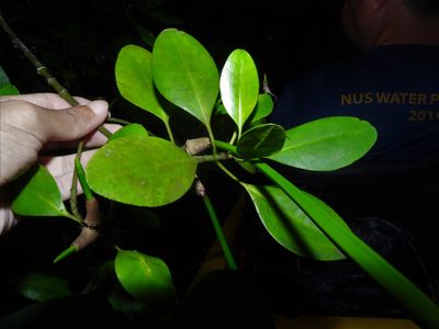 Ceriops zippeliana, photographed by Samuel Lee