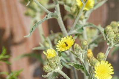 Andryala integrifolia, photographed by Murielle Desrois