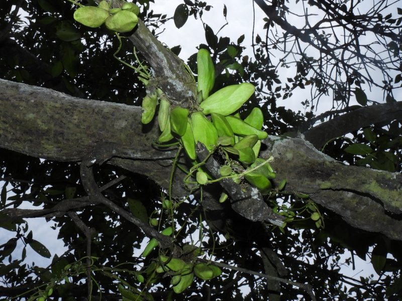 Dischidia major, photographed by Samuel Lee