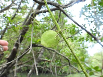 Dischidia major, photographed by Samuel Lee