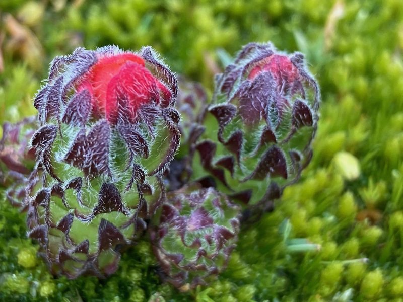 Castilleja paramensis, photographed by Fabien Anthelme