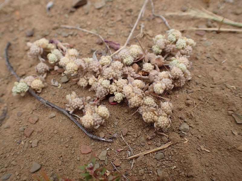 Psilocarphus tenellus, photographed by George Williams