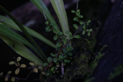 Peperomia enervis, photographed by Hugo Innes