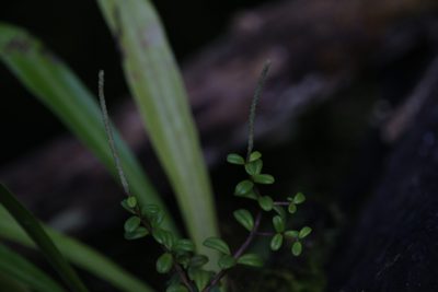 Peperomia enervis, photographed by Hugo Innes