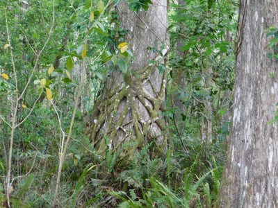 Ficus aurea, photographed by David Garza