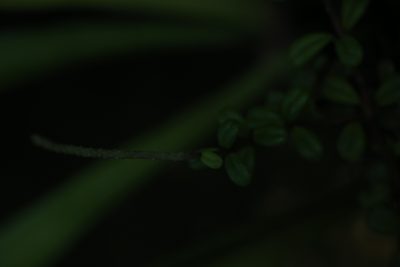 Peperomia enervis, photographed by Hugo Innes