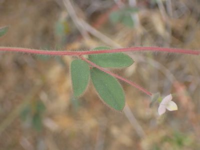 Acmispon americanus, photographed by George Williams