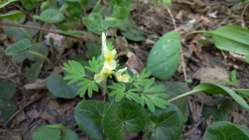 Corydalis bracteata, photographed by Екатерина Гущина