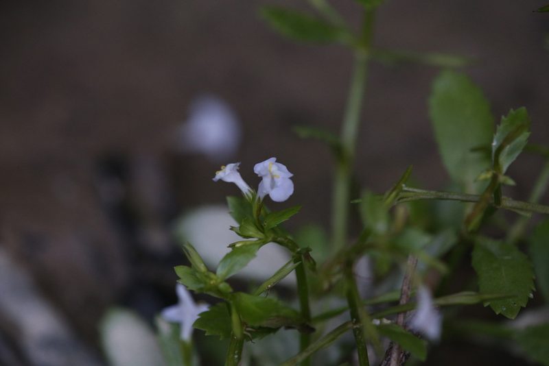 Bonnaya antipoda, photographed by Hugo Innes