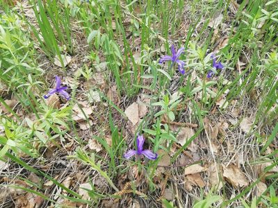 Iris ruthenica, photographed by Олег Кудров
