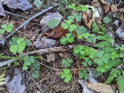 Oxalis montana, photographed by Nick Kleinschmidt