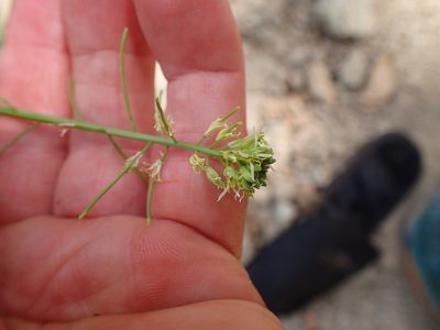 Streptanthus lasiophyllus