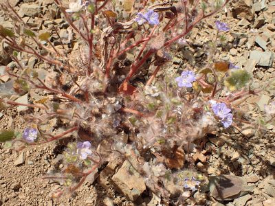 Phacelia longipes, photographed by George Williams