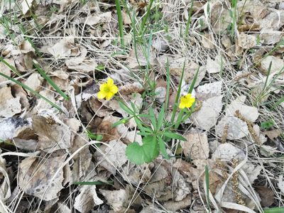Ranunculus monophyllus, photographed by Олег Кудров