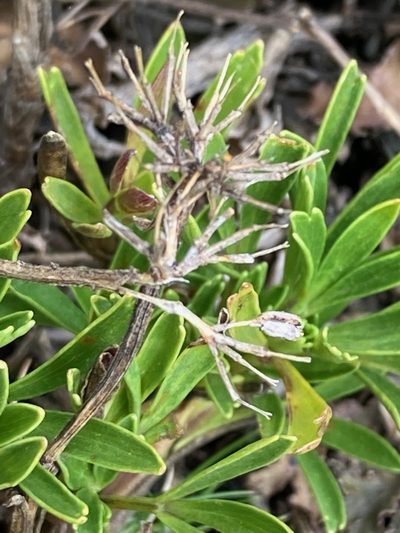 Niphogeton josei, photographed by Fabien Anthelme
