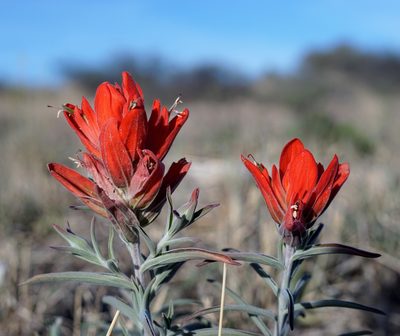 Castilleja integra, photographed by Andrew Tree