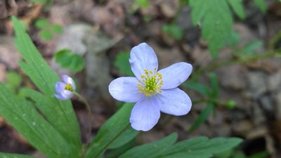 Anemonoides caerulea, photographed by Екатерина Гущина