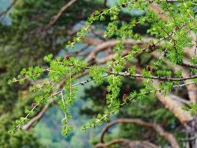 Larix decidua, photographed by rainerburkard