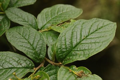 Cotoneaster rehderi, photographed by Stephen James McWilliam