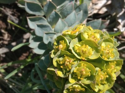 Euphorbia myrsinites